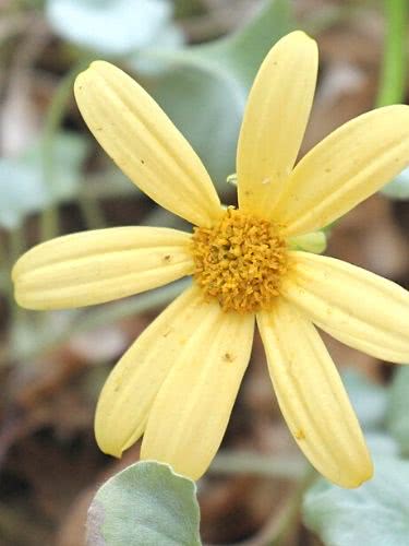 Flor Senecio Hiedra