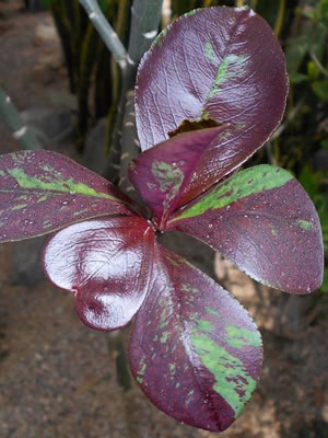 Lechero Africano – Euphorbia umbellata