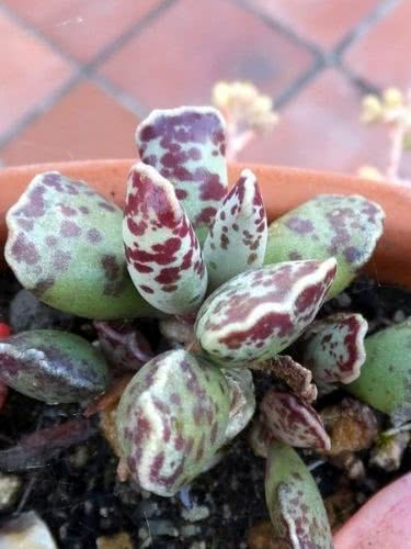 Adromischus cooperi