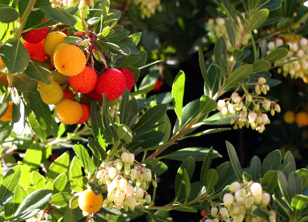 Madroño – Arbutus unedo