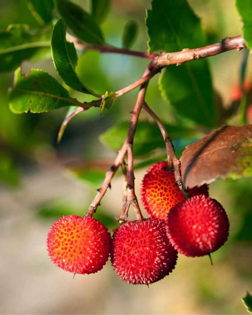 Madroño Arbutus unedo