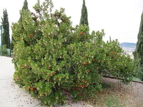 Madroño – Arbutus unedo