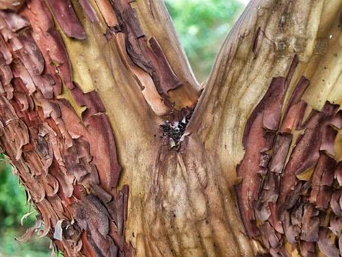 Madroño – Arbutus unedo