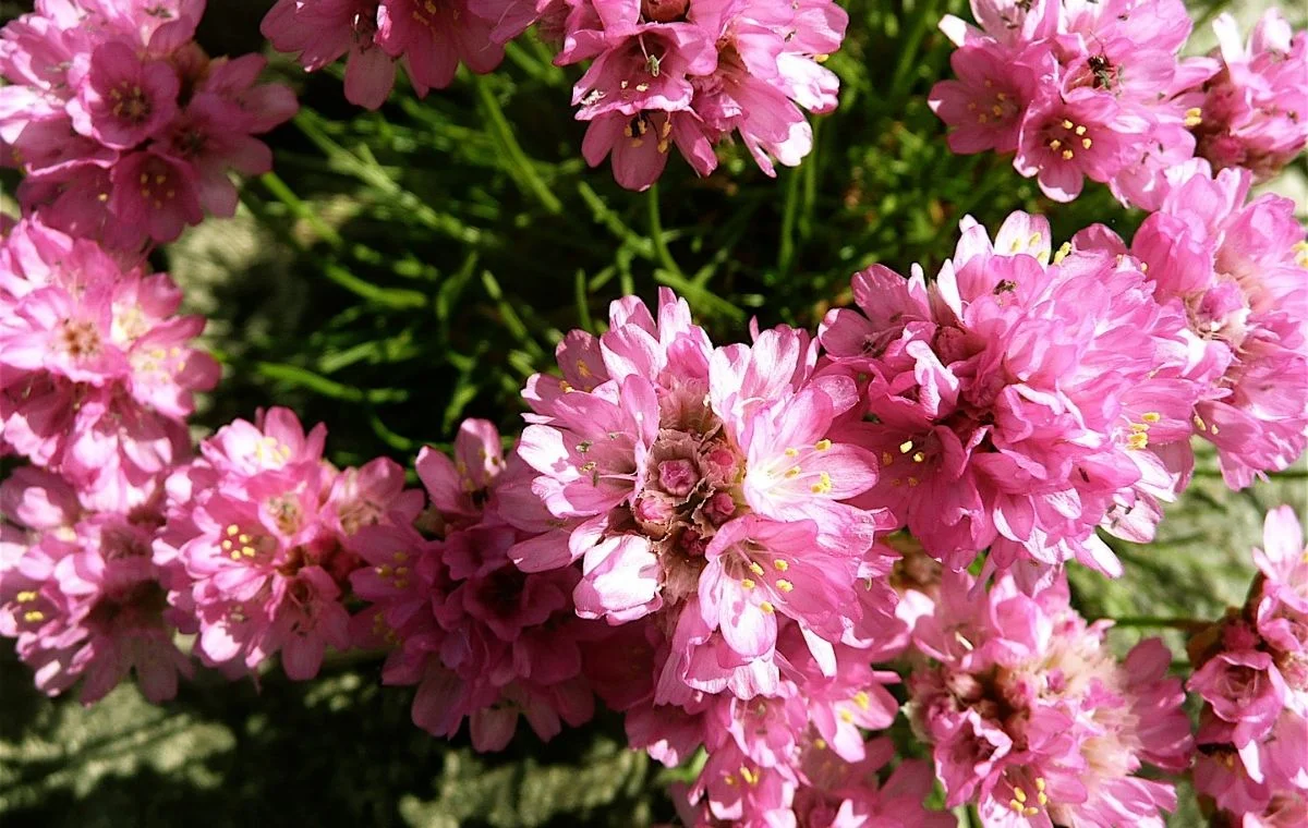 Armeria maritima