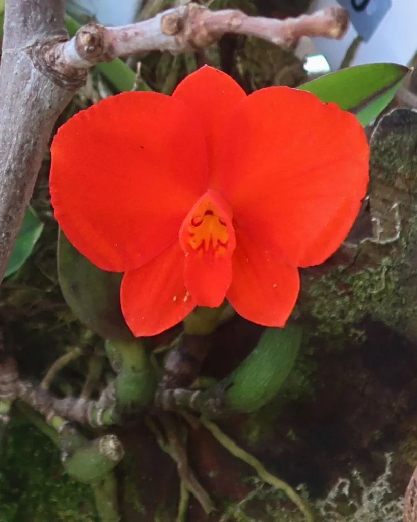 Cattleya coccinea