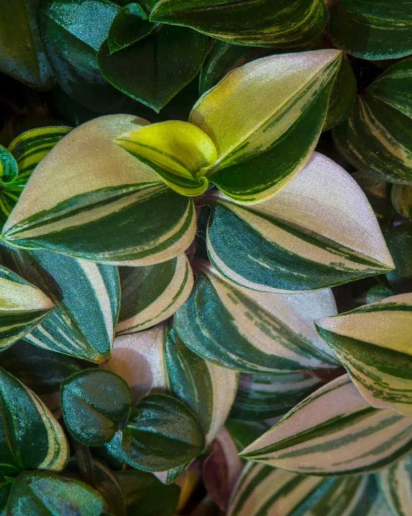 Tradescantia fluminensis - Amor de Hombre