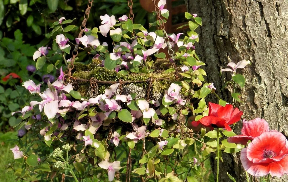 Tradescantia fluminensis