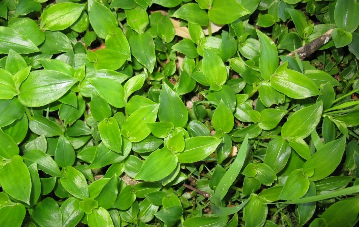 Tradescantia fluminensis