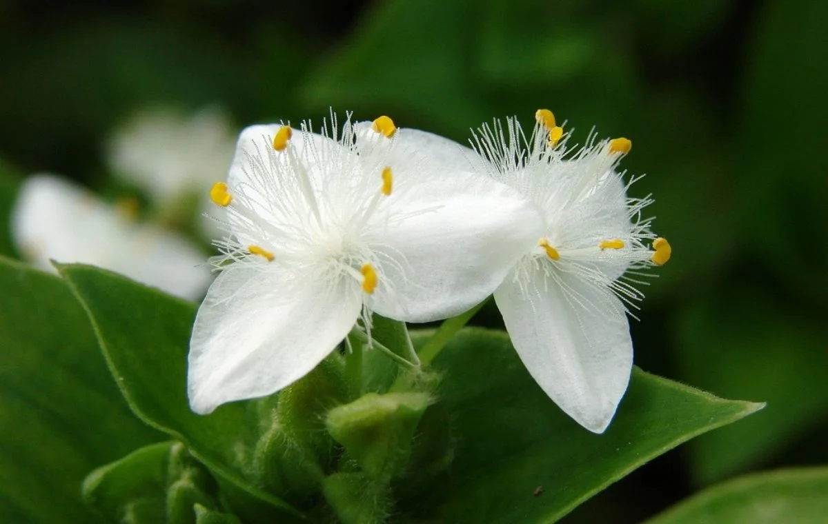 Tradescantia fluminensis