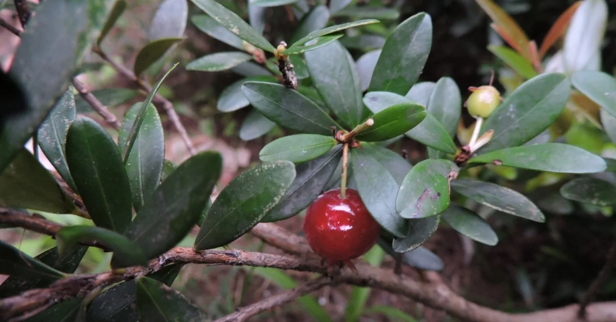 Cereza Enana - Eugenia mattosii