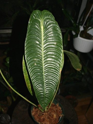 Anthurium veitchii