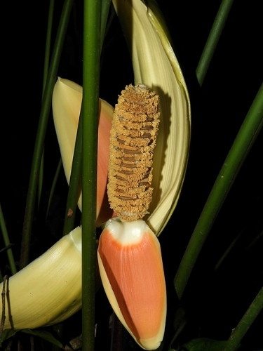 Oreja de Burro - Cyclanthus bipartitus