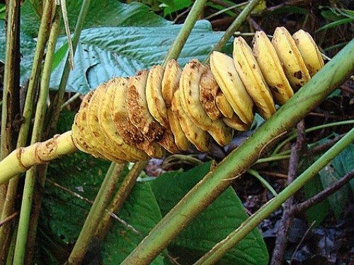 Oreja de Burro - Cyclanthus bipartitus