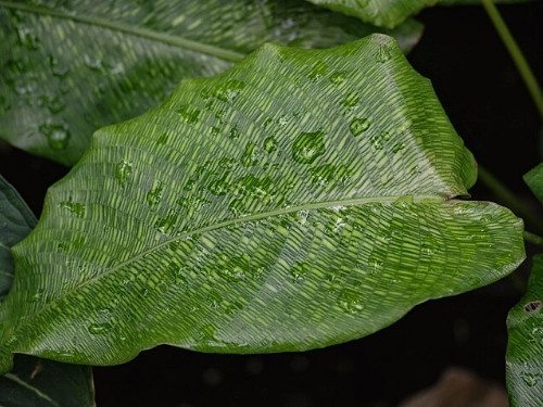 Calathea Musaica - Goeppertia kegeljanii