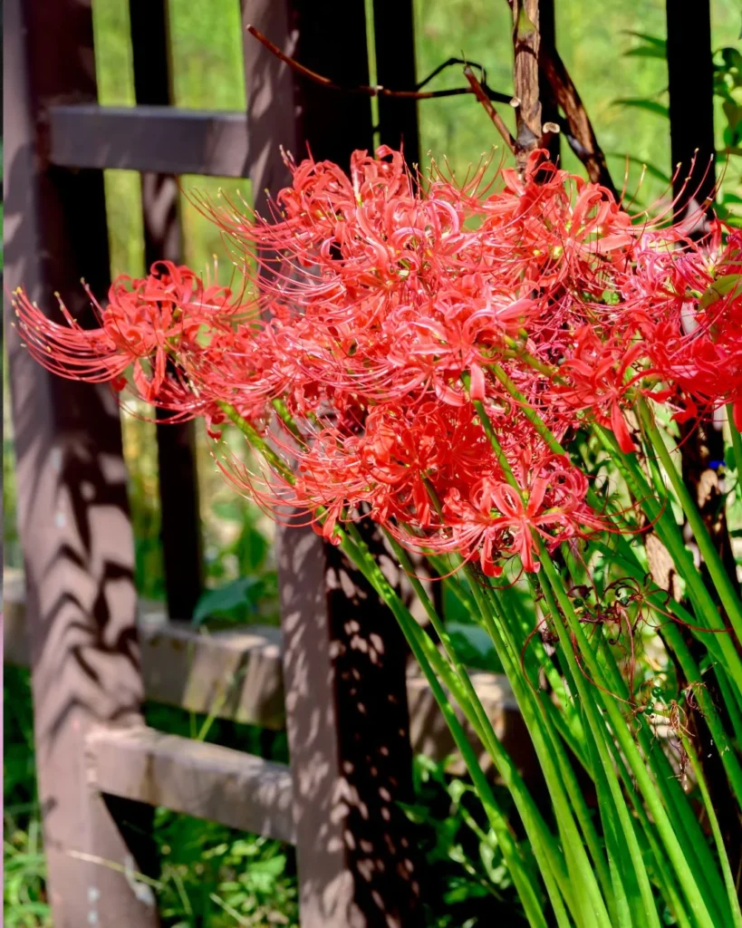 Lycoris radiata