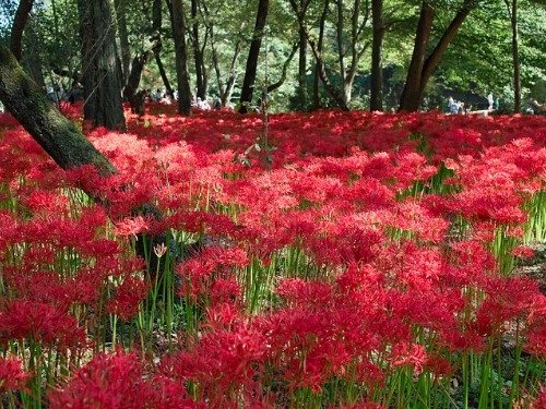 Flor del Infierno - Lycoris radiata