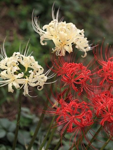 Flor del Infierno - Lycoris radiata