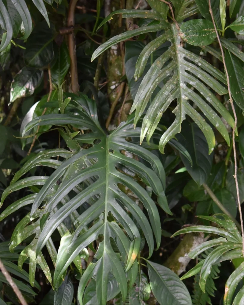 Philodendron elegans