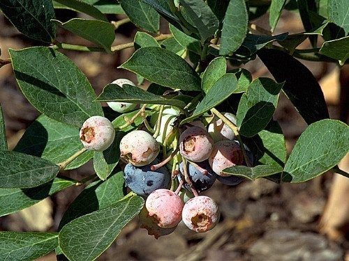 Arándano Azul - Vacinum virgatum