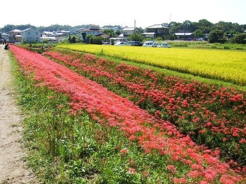 Flor del Infierno - Lycoris radiata