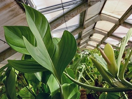 Pancho – Philodendron panduriforme