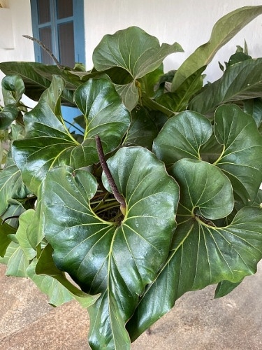 Anthurium Brownii