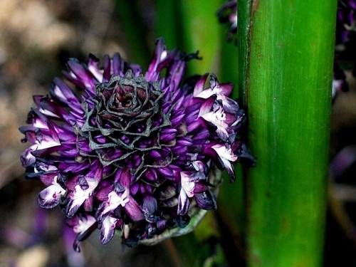 Calatea Cebra - Geoppertia zebrina