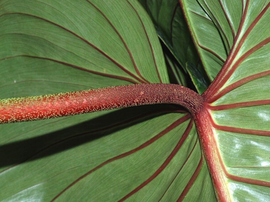 Filodendro de Hoja Plateada - Philodendron sodiroi