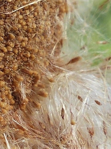 Totora - Typha domingensis