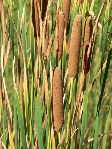 Totora - Typha domingensis