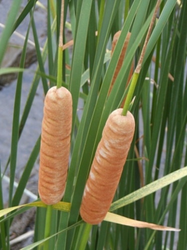 Totora - Typha domingensis