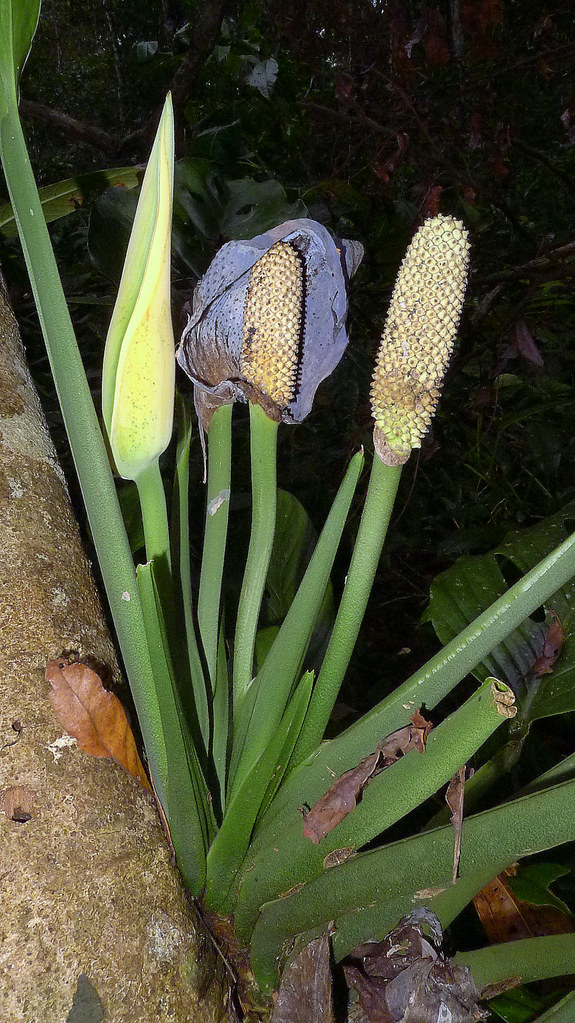 Inflorescencia y fruto de la Planta de Queso Suizo - Monstera adansonii