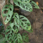 Planta de Queso Suizo- Monstera adansonii