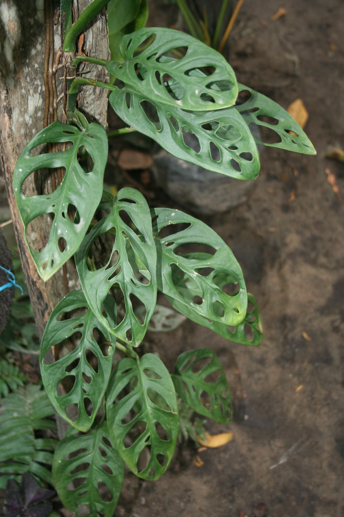 Planta de Queso Suizo- Monstera adansonii