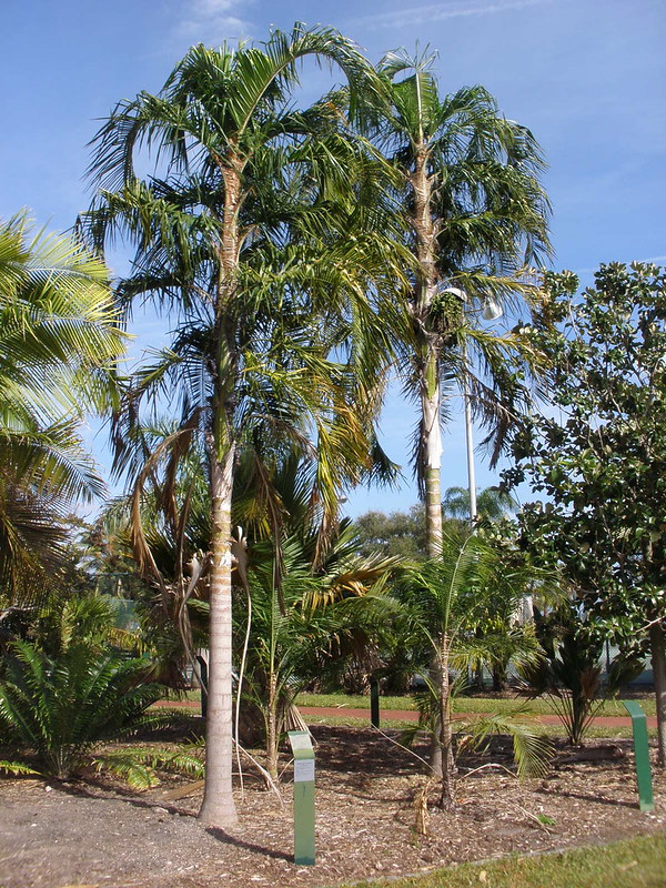 Palmera Pati - Syagrus botryophora