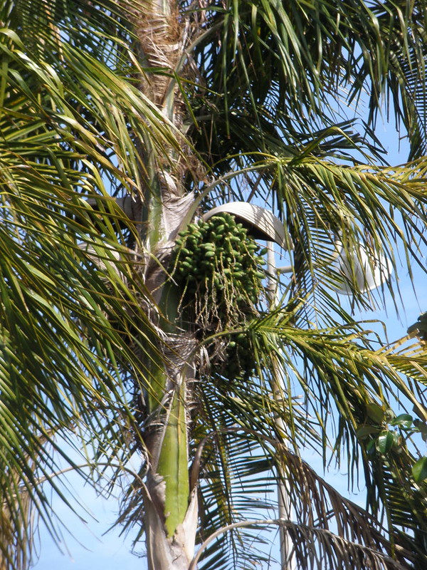 Palmera Pati - Syagrus botryophora