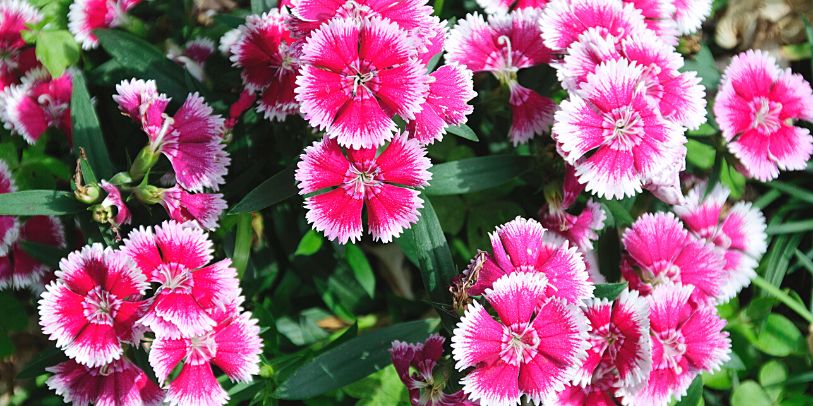 Clavelina - Dianthus chinensis