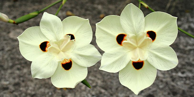 Iris Sudafricana Bicolor - Dietes bicolor