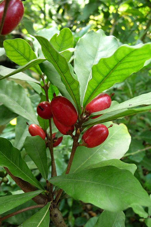 Fruta Milagrosa - Synsepalum dulcificum