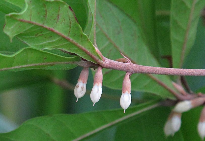 Fruta Milagrosa - Synsepalum dulcificum