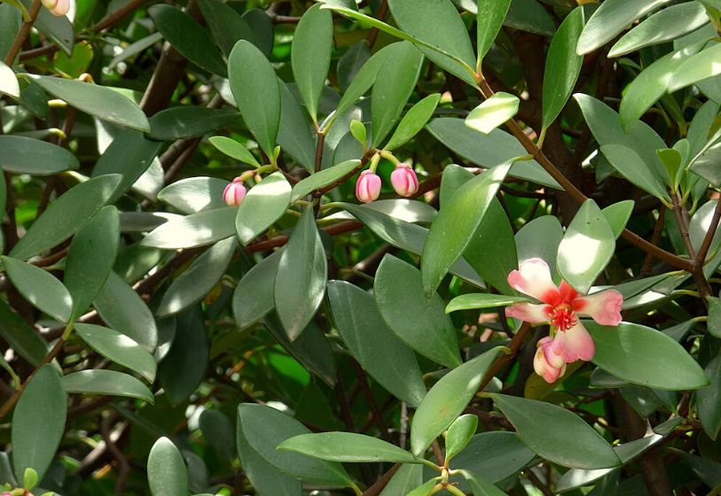 Flor de Cera - Clusia orthoneura