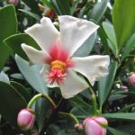 Flor de Cera - Clusia orthoneura