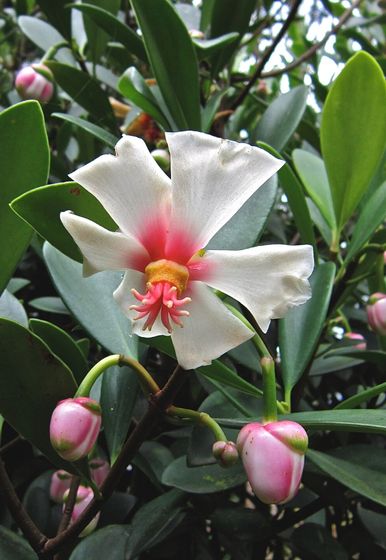 Flor de Cera - Clusia orthoneura