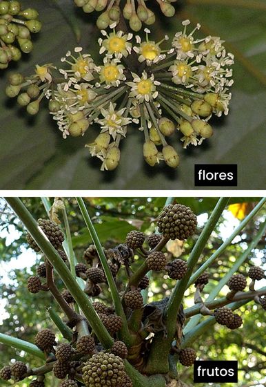 Trevesia palmata - Aralia copo de nieve