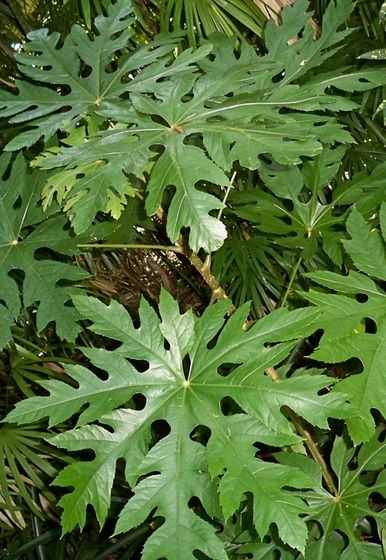 Trevesia palmata - Aralia Copo de Nieve