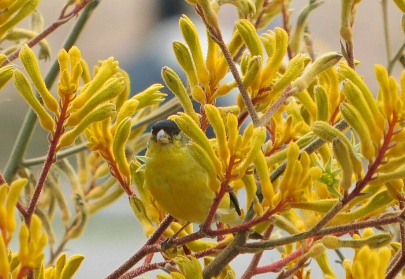 Pata de canguru - Anigozanthus flavidus