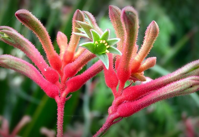 Pata de canguru - Anigozanthus flavidus