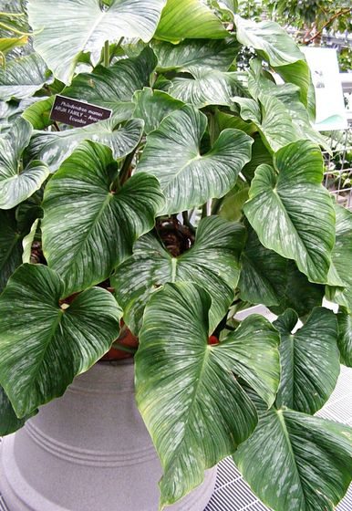 Philodendron mamei