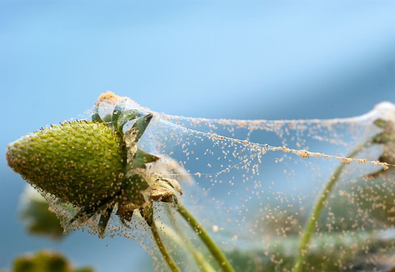 Síntomas típicos de ácaros a menudo incluyen una fina tela sobre la planta