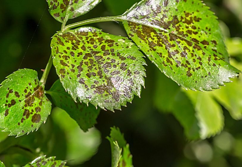 Manchas bronceadas se forman por el raspado de los tejidos de las plantas por los ácaros